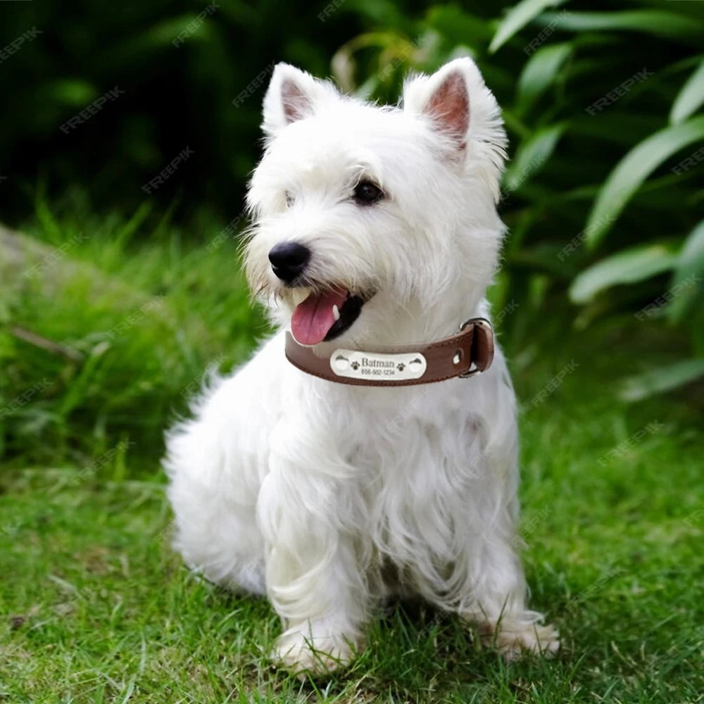 Personalized Leather Dog Collar