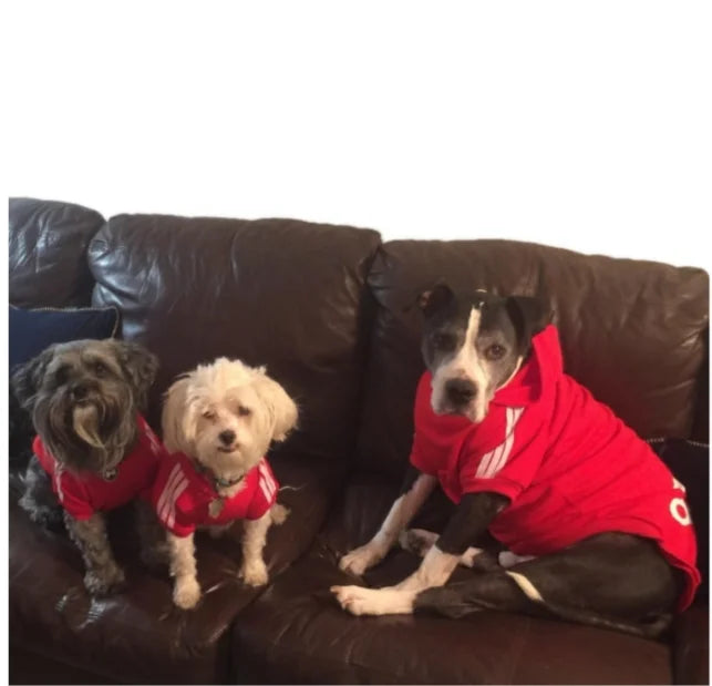 Adidog Dog Hoodies for all year long.